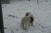 Humles frste sne 026