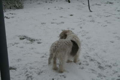 Humles frste sne 026
