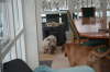 Humles frste sne 031