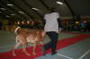 Skue 066