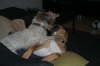 Vinterbilleder 036